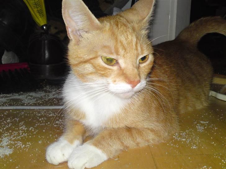 Huskat Pjuske'pigen *Stukket af' billede 6