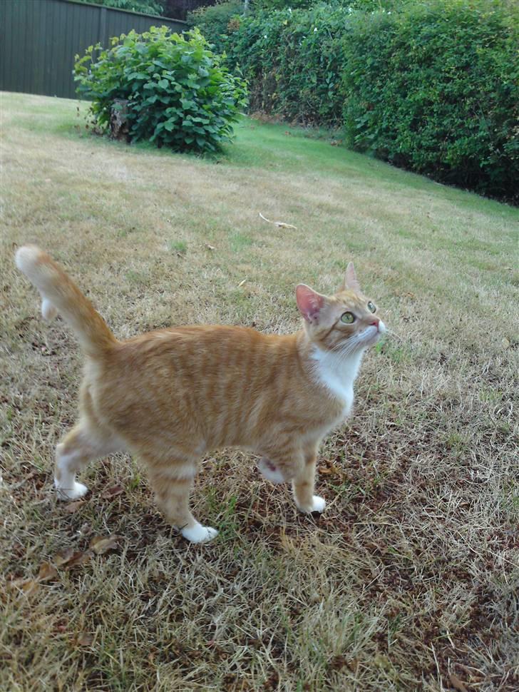 Huskat Pjuske'pigen *Stukket af' billede 7