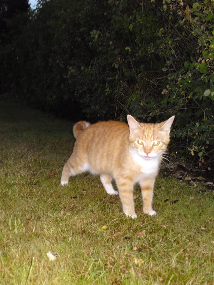 Huskat Pjuske'pigen *Stukket af' billede 8
