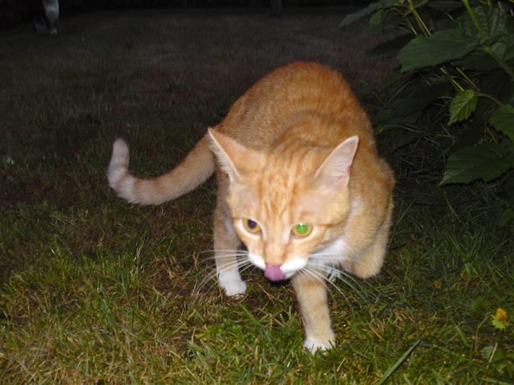 Huskat Pjuske'pigen *Stukket af' billede 9