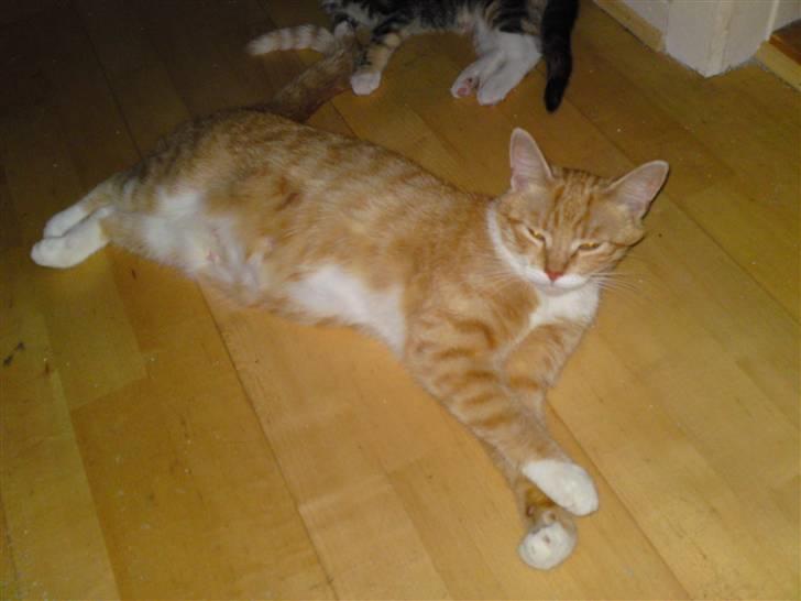 Huskat Pjuske'pigen *Stukket af' billede 10