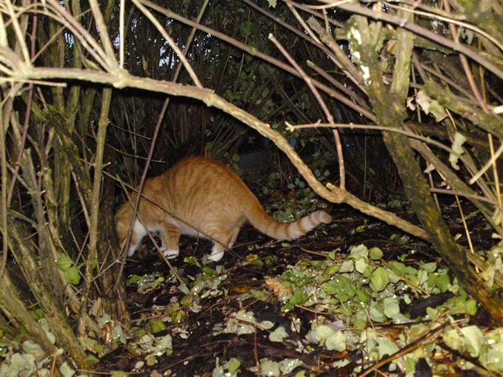 Huskat Pjuske'pigen *Stukket af' billede 11
