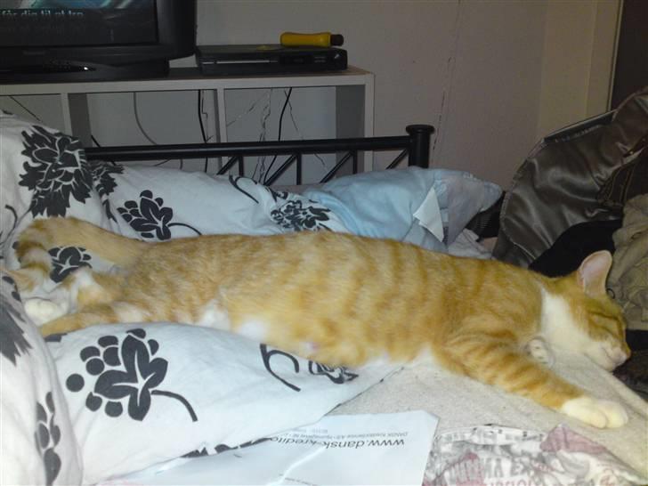 Huskat Pjuske'pigen *Stukket af' billede 12