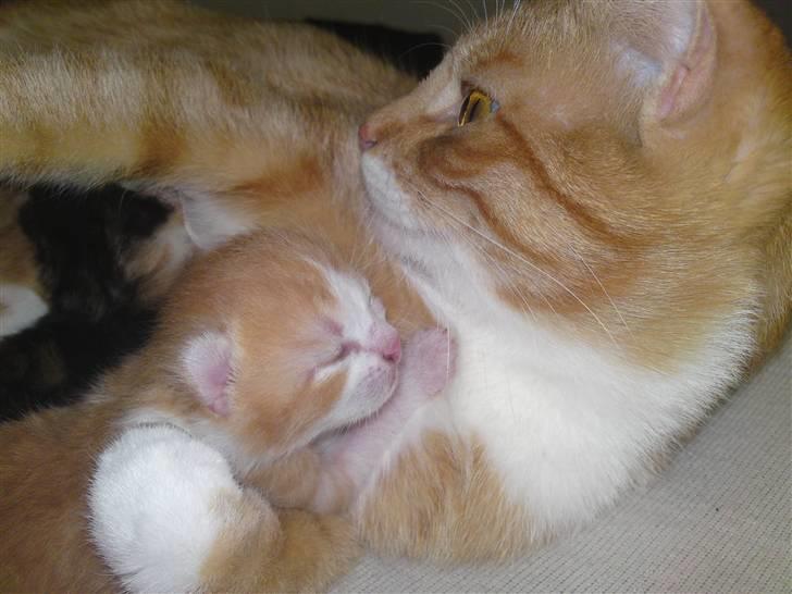 Huskat Pjuske'pigen *Stukket af' billede 13