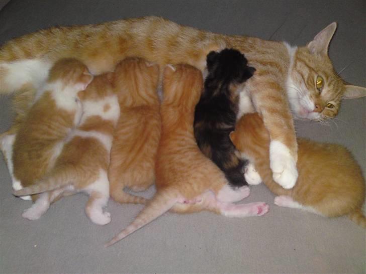 Huskat Pjuske'pigen *Stukket af' - Pjuske med kuld 2 <3  billede 14