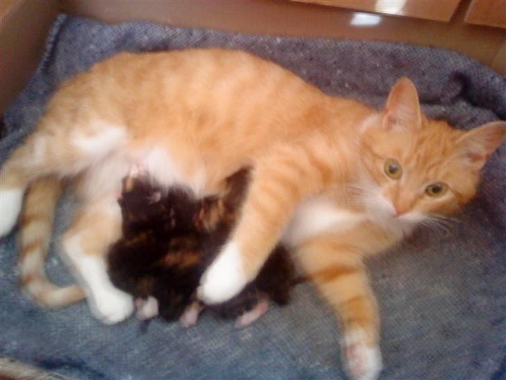 Huskat Pjuske'pigen *Stukket af' - Pjuske med kuld 1 <3 billede 15