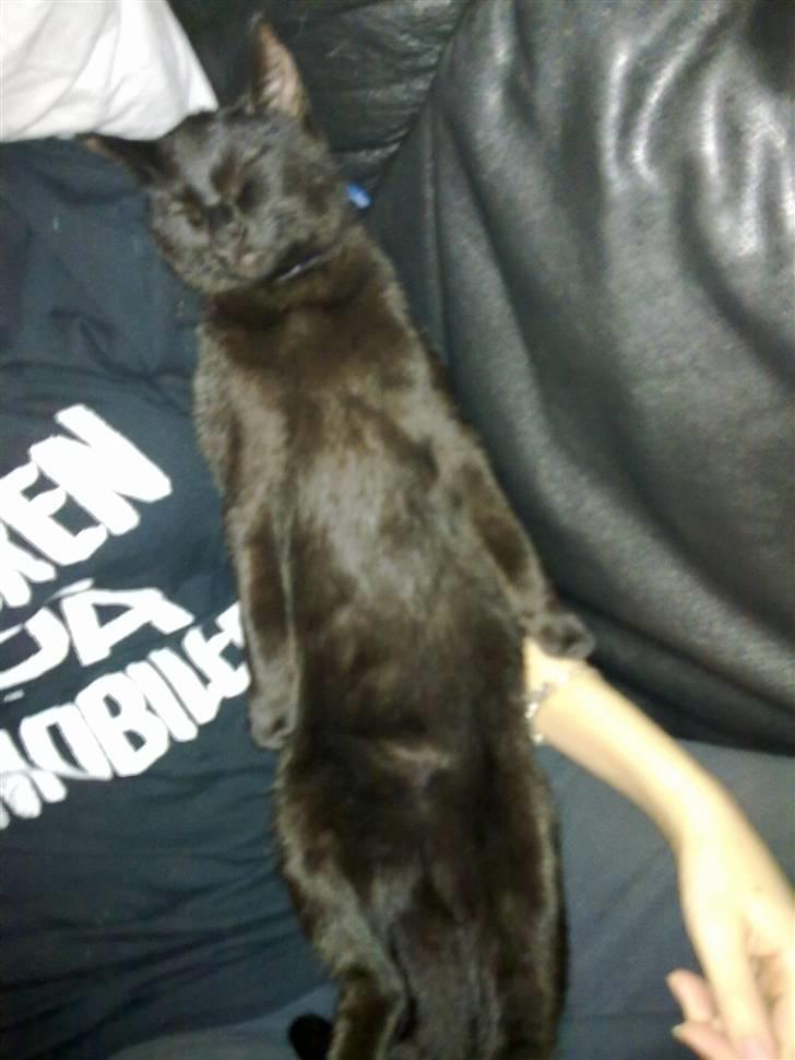 Huskat Prins Hannibal *løbet væk - Jeg eeeeelsker at putte hos min mor :) billede 6