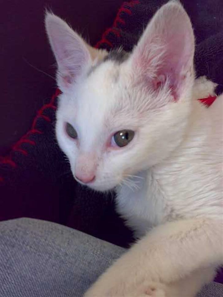 Blanding af racer FenjaH - see mig... er jeg ikk fin... med mine store grønne smukke øjne:)) ca. 6 måneder billede 2