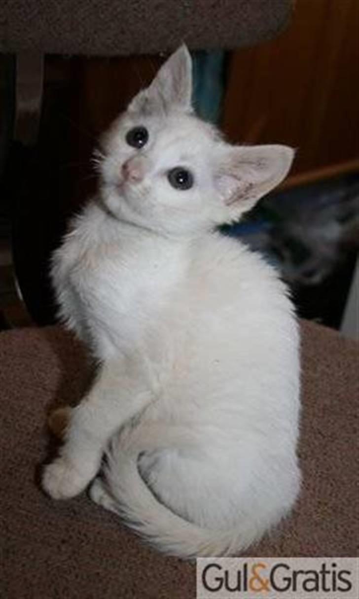 Blanding af racer FenjaH - som sagt en rigtig lille prinsesse :)) 10 uger gammel. billede 3