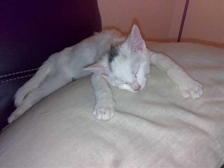 Blanding af racer FenjaH - og sådan ligger jeg og sover.. :D ca. 6 måneder billede 4