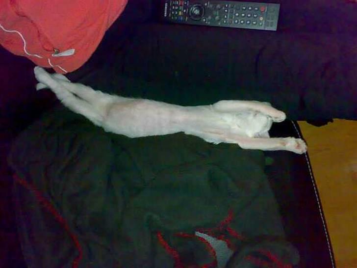 Blanding af racer FenjaH - så stor er jeg :)) da hun var 12 uger gammel :D billede 5