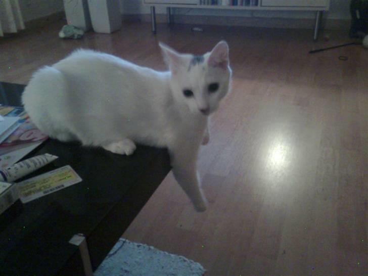 Blanding af racer FenjaH - og så ligger jeg lige og slapper lidt af.. ca. 9 måneder billede 6