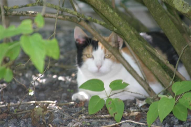 Huskat Pjevert billede 9