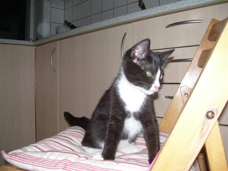 Blanding af racer Ciline (lille mis) - Er hun ikke sød! Taget den 27/10-09 billede 1