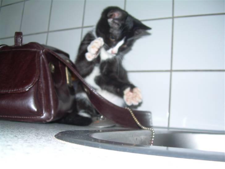 Blanding af racer Ciline (lille mis) - Er hun ikke sød! Taget den 27/10-09 billede 9