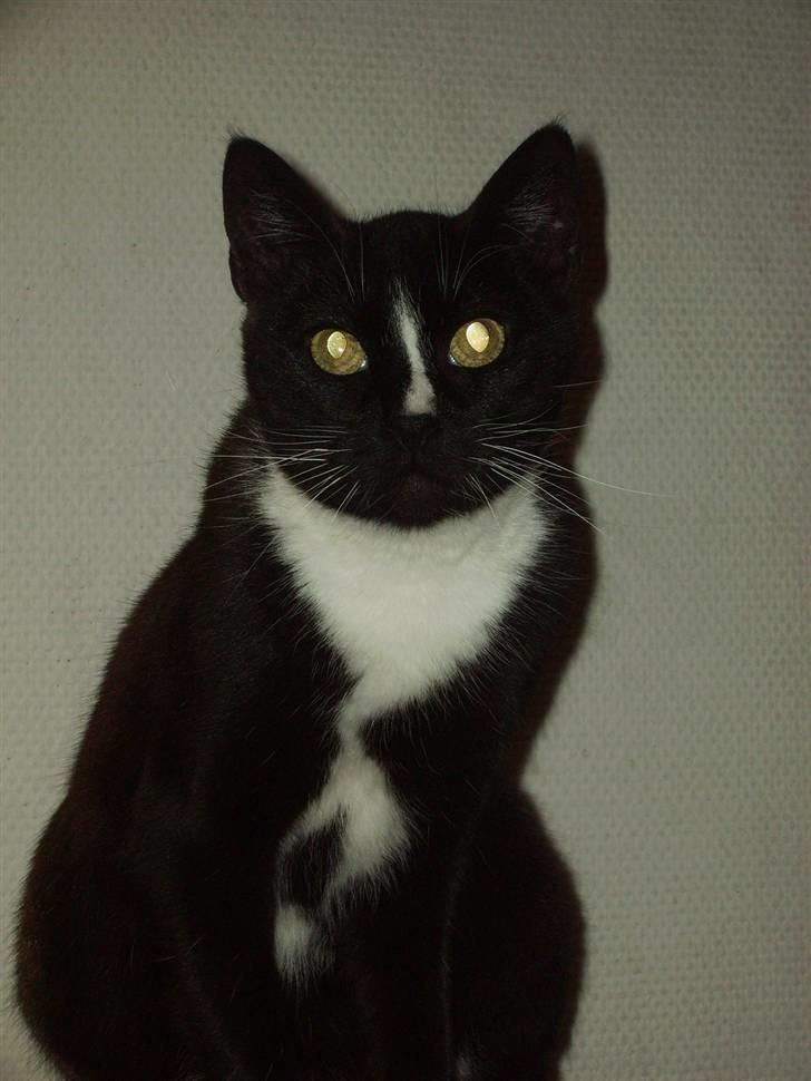 Huskat Mille Fiona billede 1