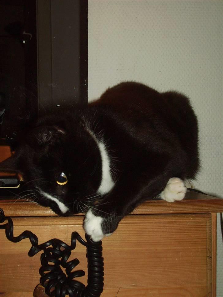 Huskat Mille Fiona billede 2