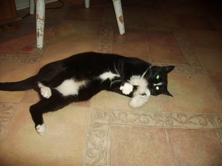 Huskat Mille Fiona billede 3