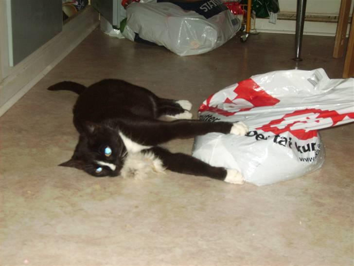 Huskat Mille Fiona billede 4