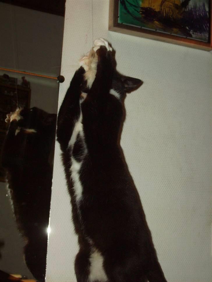 Huskat Mille Fiona billede 5