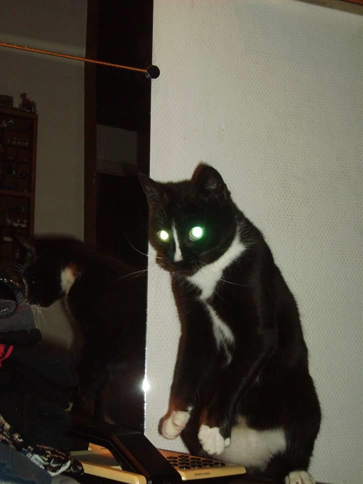 Huskat Mille Fiona billede 6