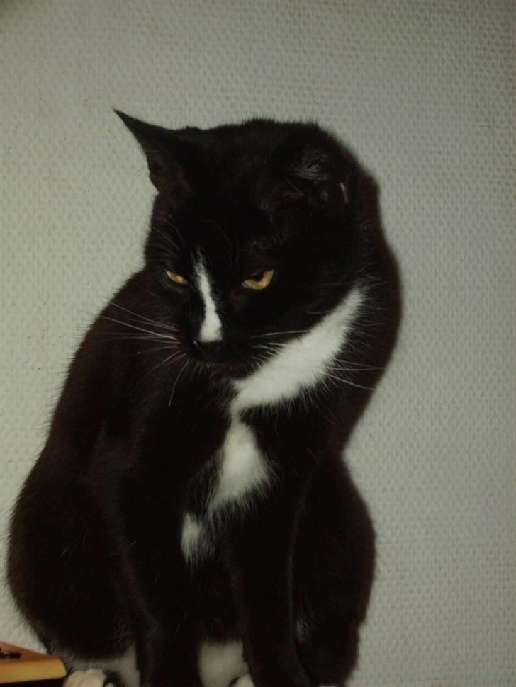 Huskat Mille Fiona billede 7