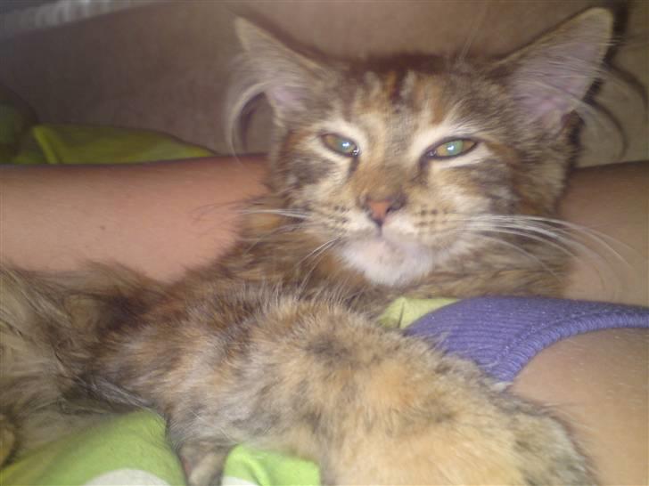 Maine Coon melody billede 8