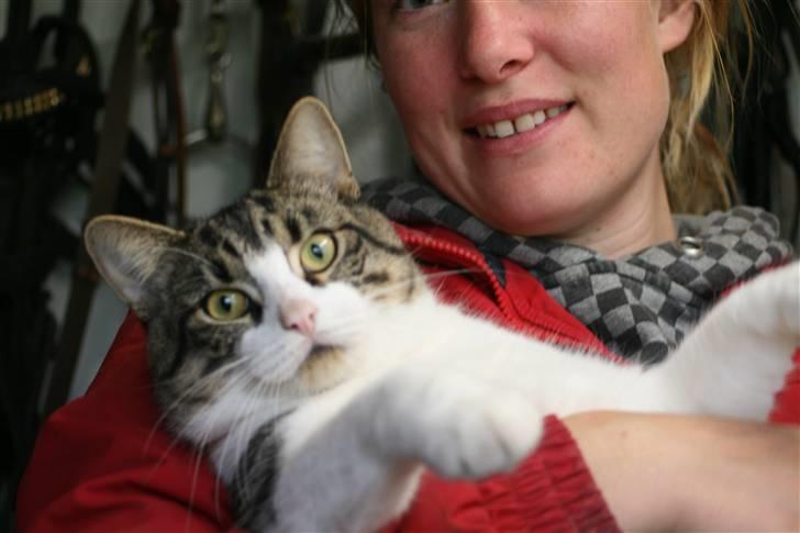 Huskat Hrmann Hitte kat - FLERE BILLEDER KOMMER:... billede 1