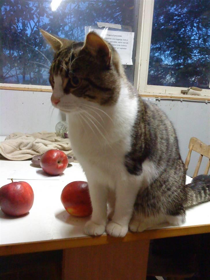 Huskat Hrmann Hitte kat billede 2