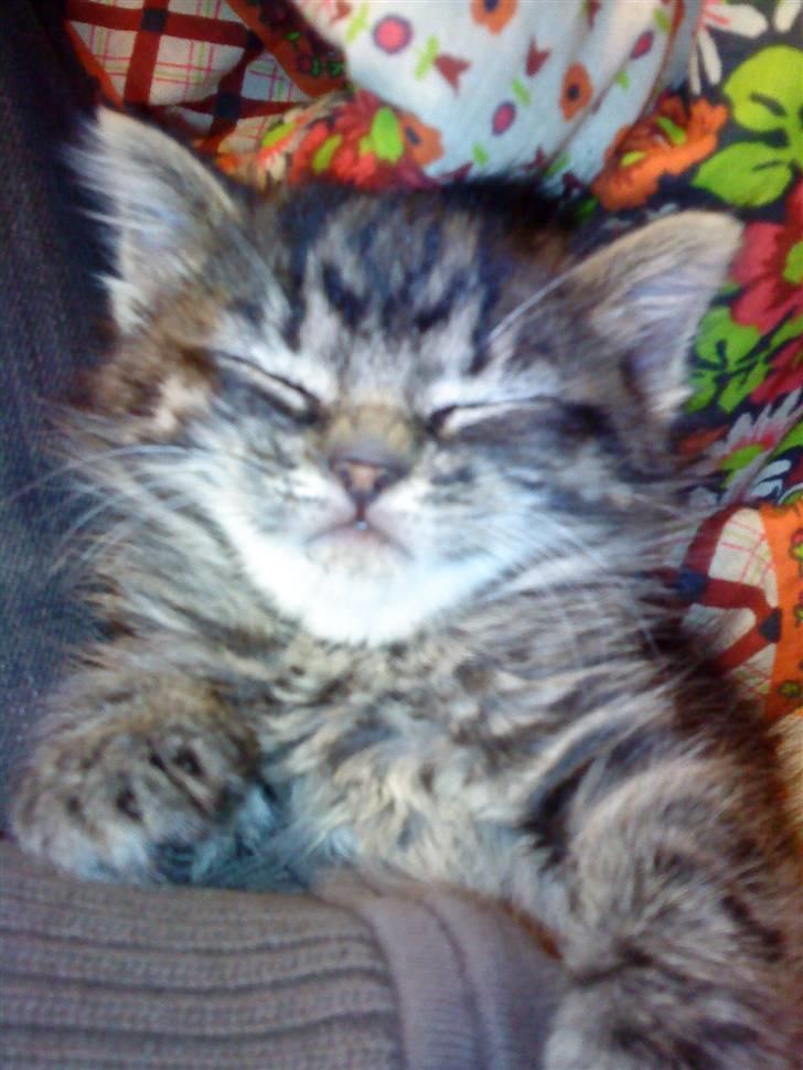 Blanding af racer Hitte mis TØSEN billede 1