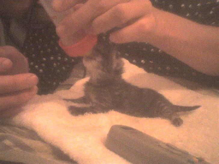 Blanding af racer Hitte mis TØSEN billede 3