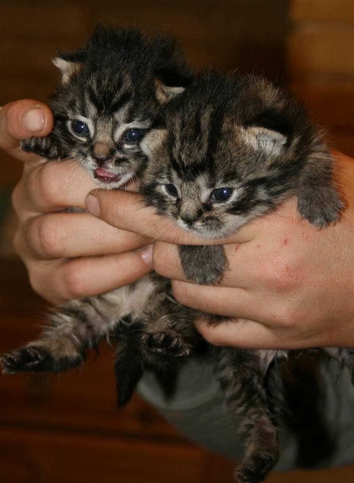 Blanding af racer Hitte mis TØSEN billede 4