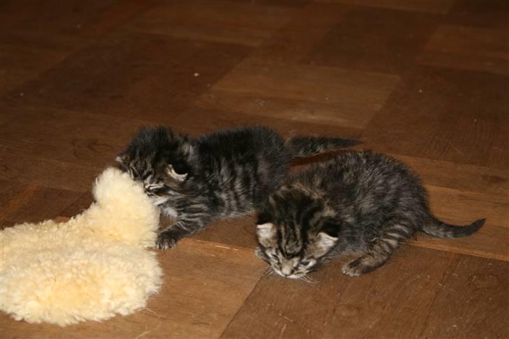 Blanding af racer Hitte mis TØSEN billede 5