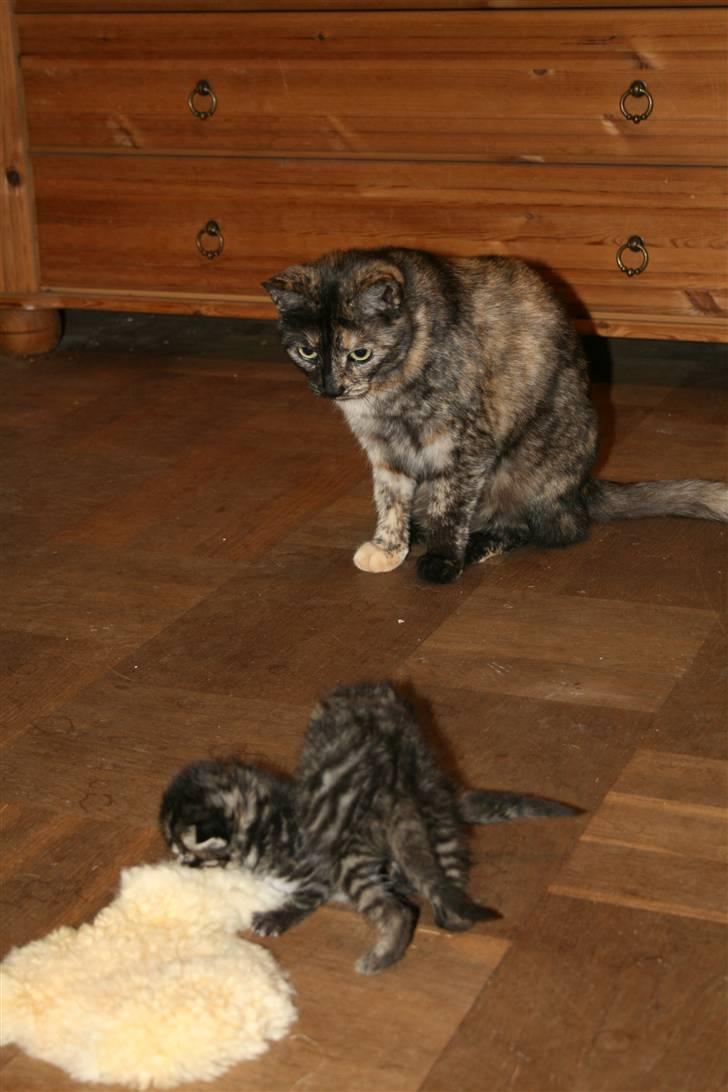 Blanding af racer Hitte mis TØSEN billede 6