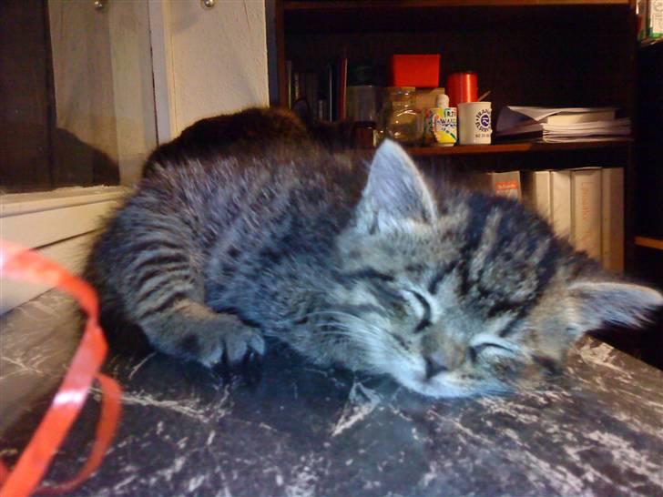 Blanding af racer Hitte mis TØSEN billede 7