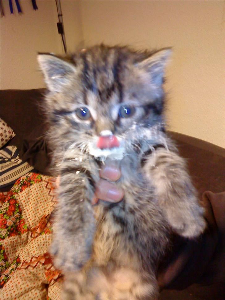 Blanding af racer Hitte mis TØSEN billede 8