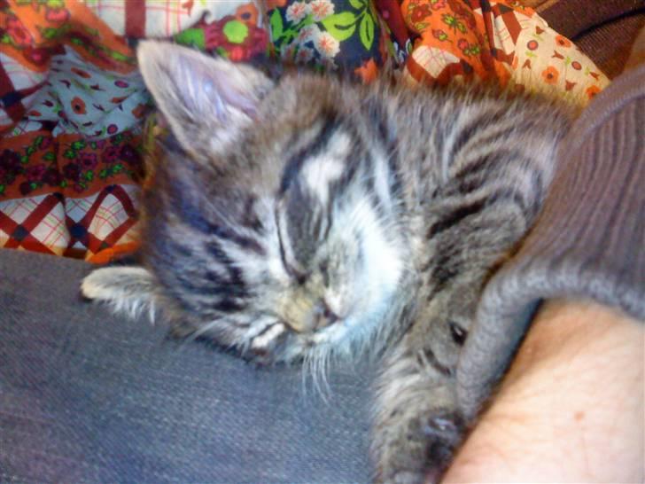 Blanding af racer Hitte mis TØSEN billede 9