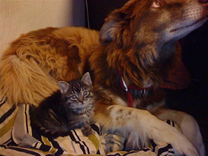 Blanding af racer Hitte mis TØSEN billede 10