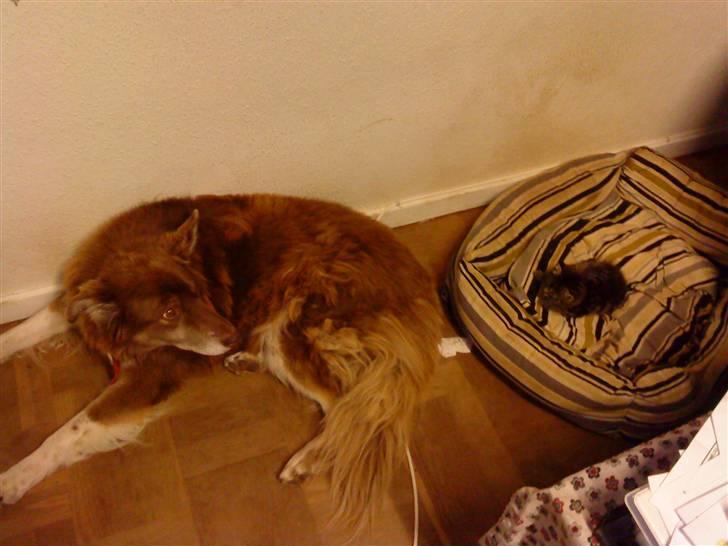 Blanding af racer Hitte mis TØSEN billede 11