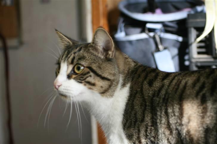 Huskat Hrmann Hitte kat billede 3