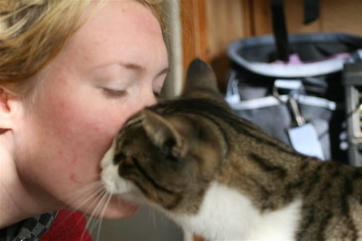 Huskat Hrmann Hitte kat billede 4