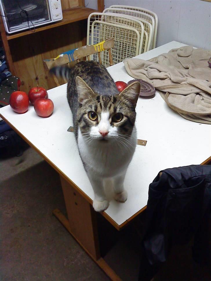 Huskat Hrmann Hitte kat billede 5