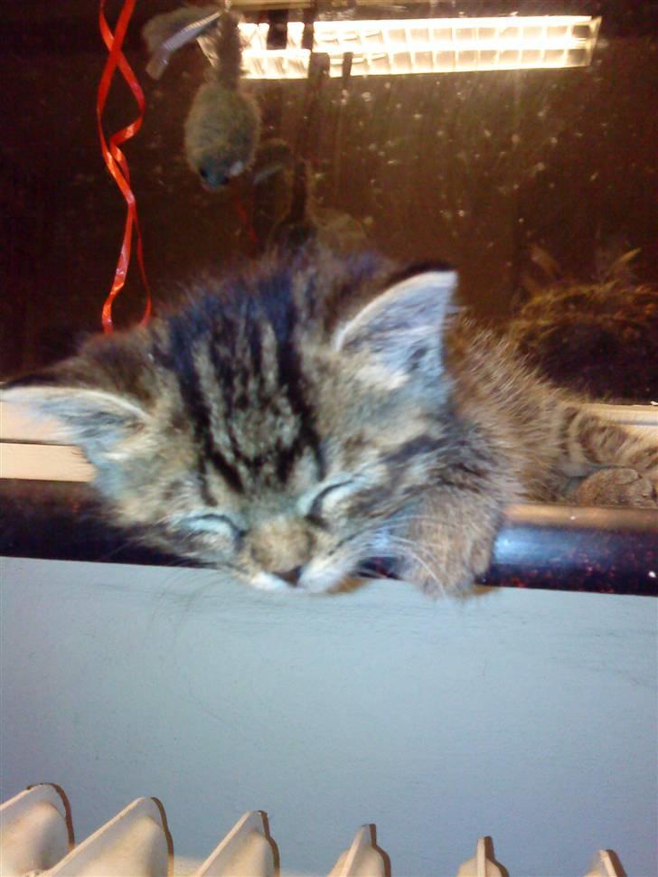 Blanding af racer Hitte mis REX billede 1