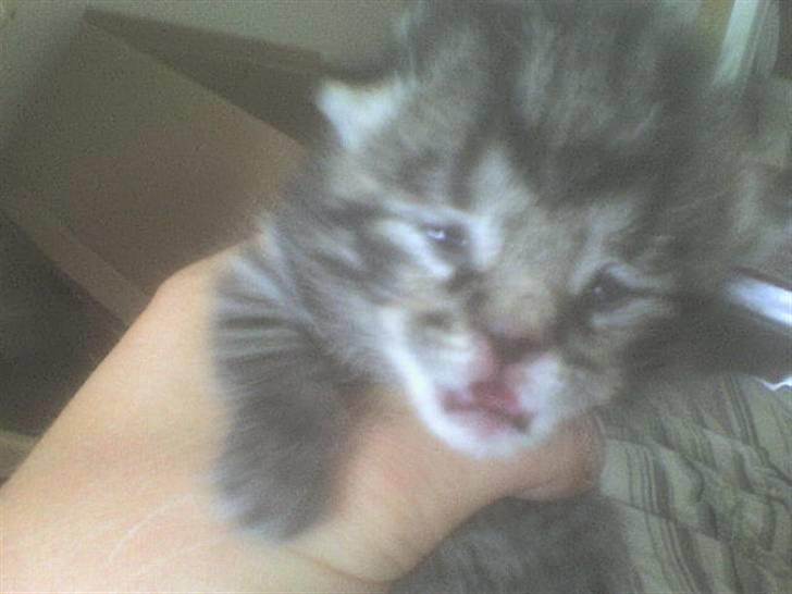 Blanding af racer Hitte mis REX billede 2