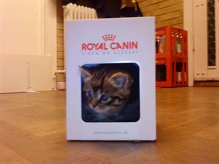 Blanding af racer Hitte mis REX billede 3