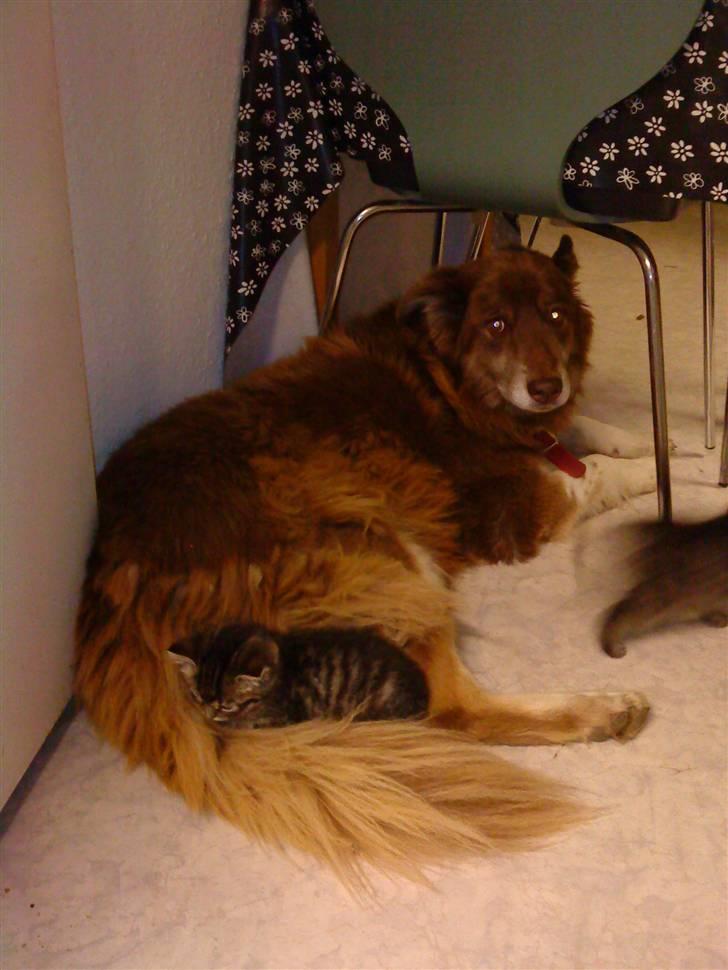 Blanding af racer Hitte mis REX billede 4