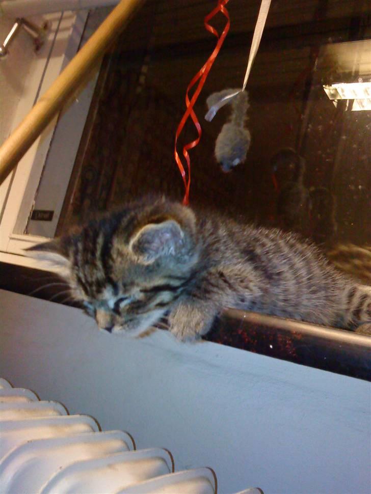 Blanding af racer Hitte mis REX billede 5