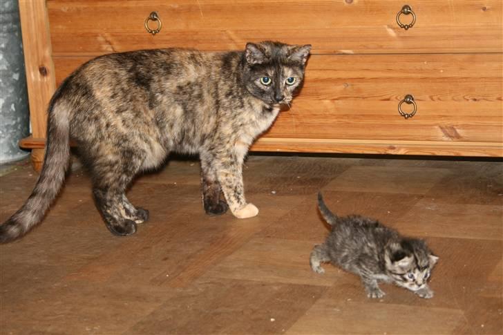 Blanding af racer Hitte mis REX billede 6