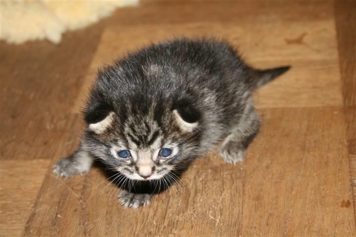 Blanding af racer Hitte mis REX billede 7