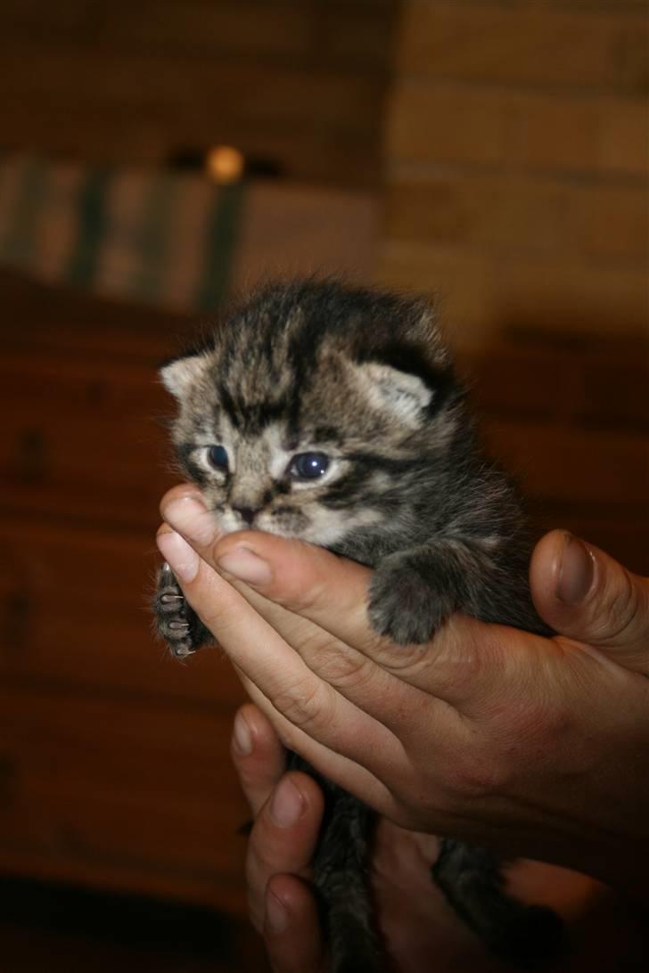 Blanding af racer Hitte mis REX billede 8